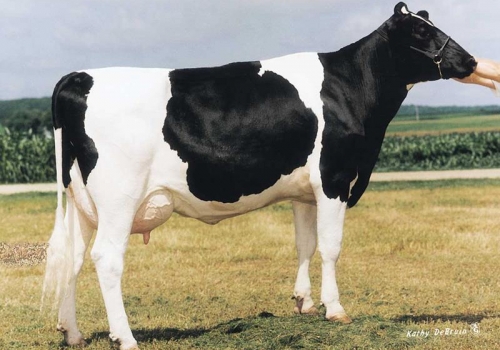 RICECREST BWOOD BRIANNE ET (MB-88)_BISAVÓ