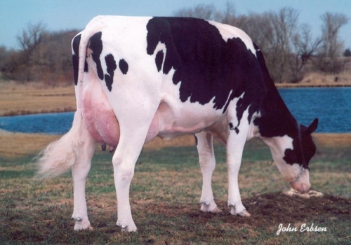 SANDY-VALLEY AARON BLIZZ ET (MB-86)_MÃE