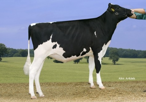 APINA SATURNO ANABELL - FILHA.jpg