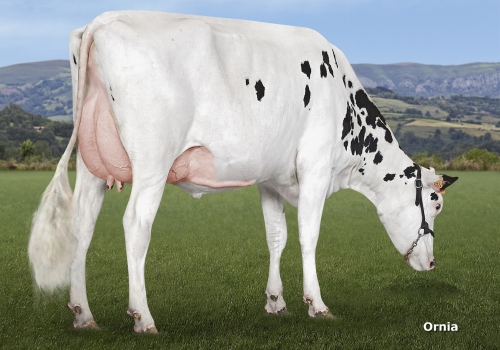 CID SHOPPING MAIKA (VG-85) - FILHA_UBERE.jpg