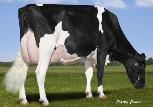 COMESTAR GOLDWYN LILAC (MB-89) - AVÓ.jpg