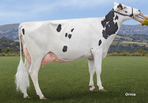 LOS SALCES SHOPPING SYRINGA (GP-84) - FILHA.jpg