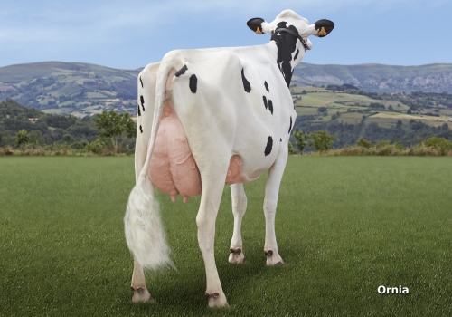 LOS SALCES SHOPPING SYRINGA (GP-84) - FILHA_UBERE.jpg