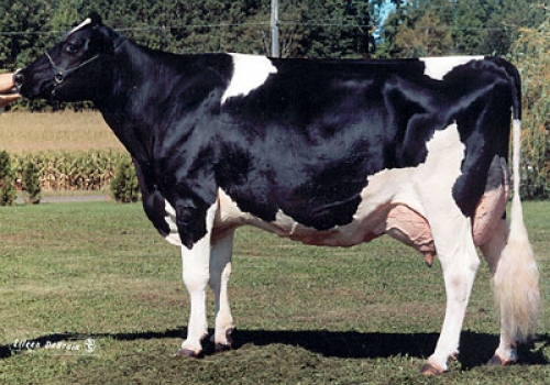 WHITTIER FARMS LEAD MAE (EX-95) - AVÓ.jpg