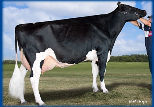 REGANCREST G BEDAZZLE SUDOKU (EX-91) - FILHA.jpg