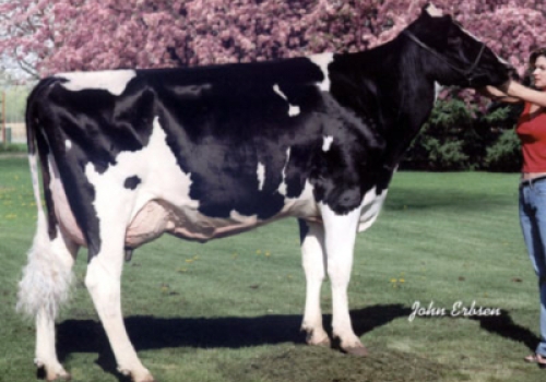 REGANCREST RUDOLPH DENA ET (MB-89) 3ª MÃE.jpg