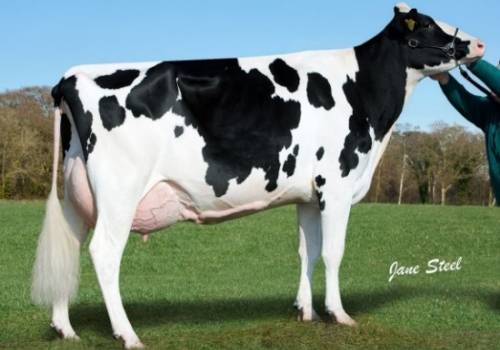 CLARKESTOWN TIMBERLAND DELLIA - FILHA.jpg