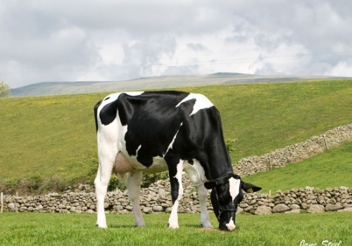 DUNNDERDALE DECKER ROSINA - FILHA.jpg