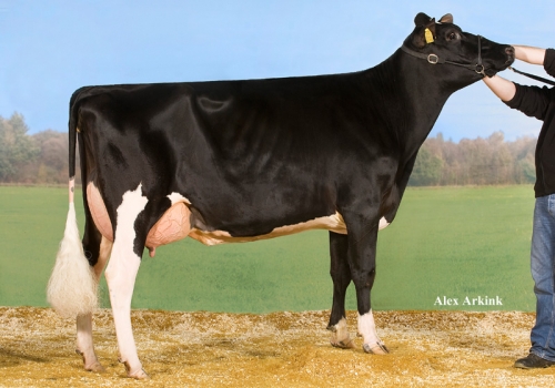 FILHA DE TIMBERLAND_2_VASKIA 03.jpg