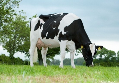 HARHILL TIMBERLAND RHODA RED 5 - FILHA.jpg