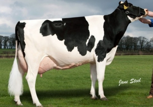 ORTONGRANGE TIMBERLAND FLIRT (MB-85) - FILHA.jpg