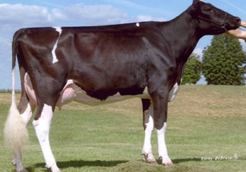 MISS DURHAM DOLLY ET (EX-92) - MÃE.jpg