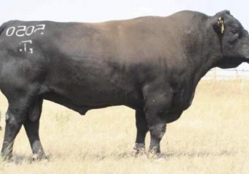 Gar New Design 5050 - Avô Materno