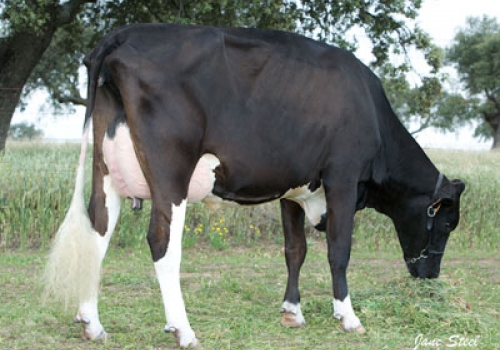 CERROLLANO TOJO 223 - FILHA.jpg