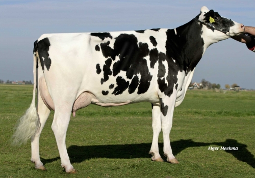 HEIDENSKIPSTER GOLDWYN DESTINY (MB-86) - MÃE.jpg