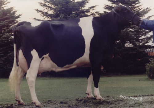 MARKWELL BSTAR E RAVEN (EX-95) - 5ª MÃE (2).jpg
