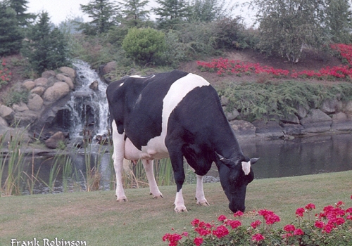 MARKWELL BSTAR E RAVEN (EX-95) - 5ª MÃE.jpg