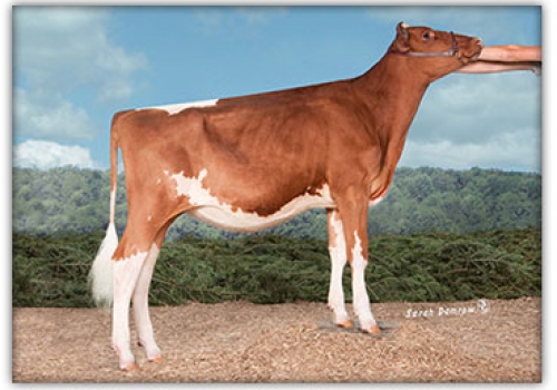 GA-IL MIRACLOS CINZANO RED-ET - FILHA.jpg