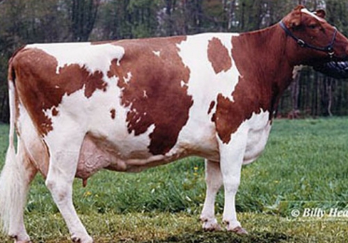 HEATHERSTONE-V DELIT-RED ET (EX-91) - AVÓ.jpg