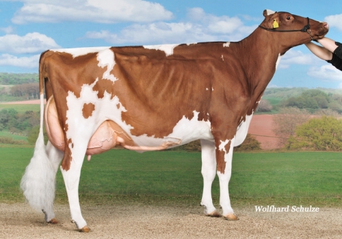 LA WAEBERA CINZANO PASTIS_VG-85 - FILHA.jpg