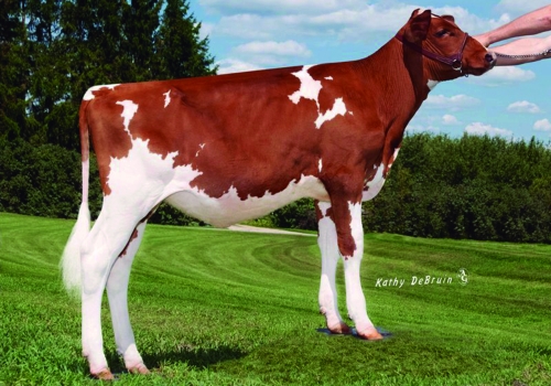 MS M-P CINZANO 4777 PIE-RED ET - FILHA.jpg