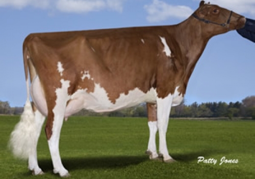 RED VISION DORYS DYNAMO - IRMÃ MATERNA.jpg