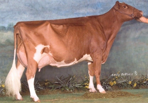 RED-VISION DORY-RED ET (EX-92) - MÃE.jpg