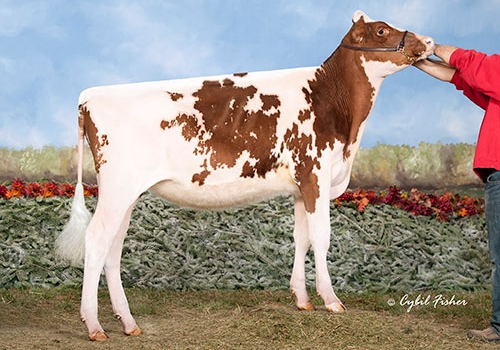 SIEMERS DESTRY CINZANO JOY-RED-ET - FILHA - RESERVADA ALL-AMERICAN 2012.jpg