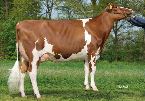 TIANDRA RED - FILHA.jpg