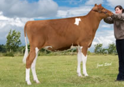 TYNEVALLEY DELIGHT CIZANO RED - FILHA.jpg