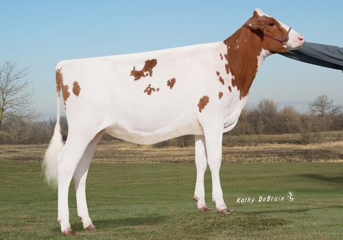 GOLDEN-OAKS DEBTTE POPPY-RED - FILHA.jpg