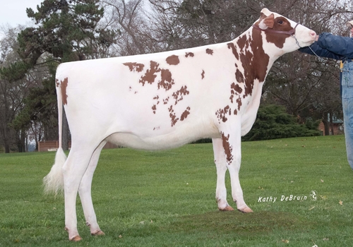 GOLDEN-OAKS DEBUTANTE C POSIE-RED-ET - FILHA.jpg