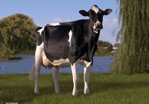 SCIENTIFIC DEBUTANTE RAE ET (EX 92) - AVÓ (1).jpg