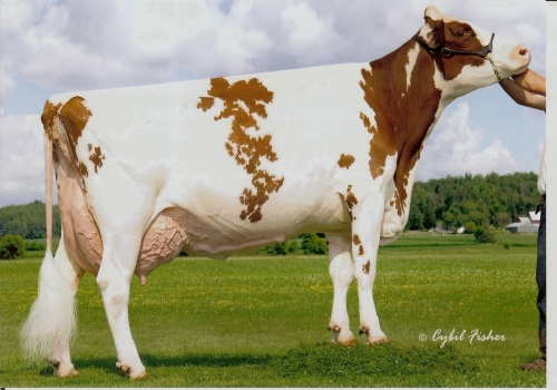 SCIENTIFIC SS DEBUT-RED ET (EX-90) - MÃE.jpg