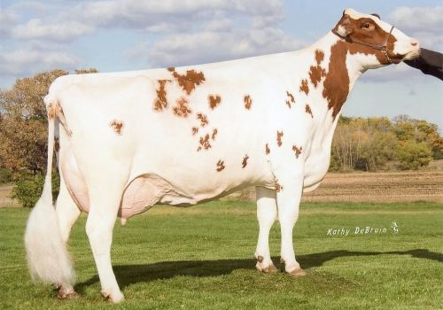 GOLDEN-OAKS PERK RAE RED (EX-90)_AVÓ
