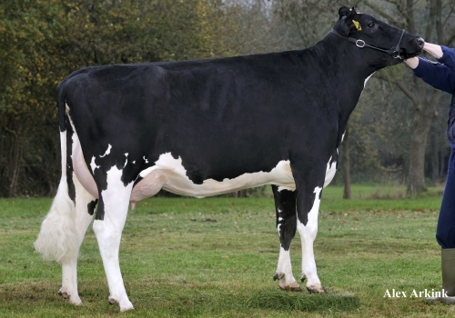 SHINEY 999 *RC (VG-85)_MÃE