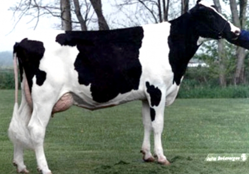 LYLEHAVEN WADE GLITZ-ET (VG-87)_AVO DE TALON RC