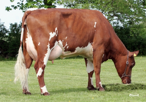 IRMÃ DE PETER_ROJO SUECO.jpg