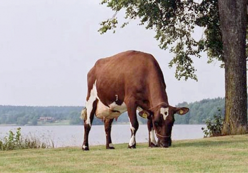 IRMÃ PATERNA DE PETER_ROJO SUECO.jpg