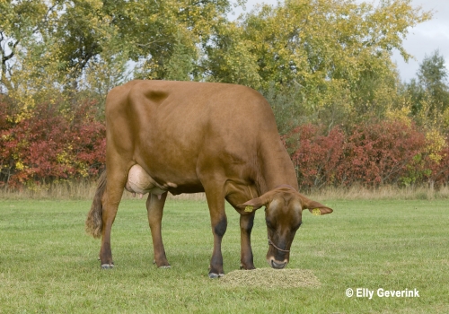VR Balfa daughter no 38526-3708 from Niels Holger Nielsen_Nykøbing Mors.jpg