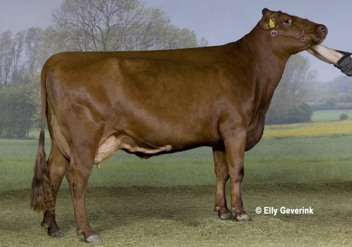 VR Cigar daughter 57239-2912 from Jette and Orla Svinth_Vinderup.jpg