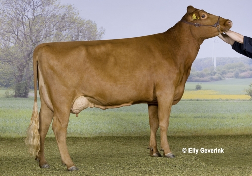 R Facet 10166-01516 fra Henning Nielsen_Kr Hyllinge.jpg