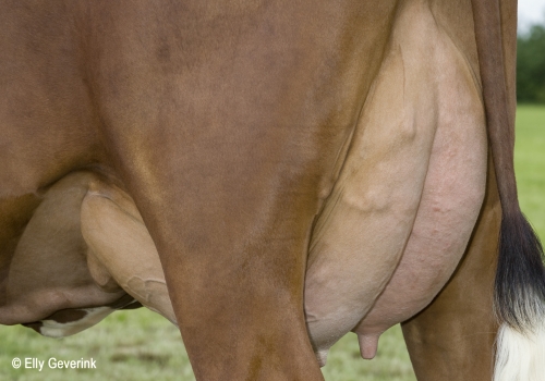 R Facet 53660-02425 yver Driftsfællesskabet Graadahl IS_Kibæk.jpg