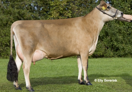 DJ Broiler_DAUGHTER.jpg