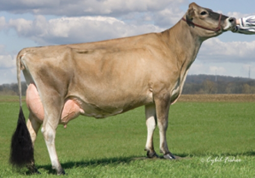 IRMA DA MAE DE MASTBULLE_Lyon Ray Missie EX-90.jpg