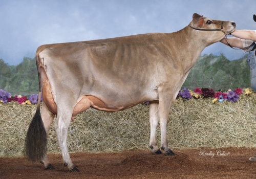 IRMA MASTBULLE_2_MB-88.jpg