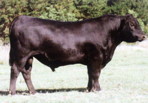 filho-dinky-3.jpg