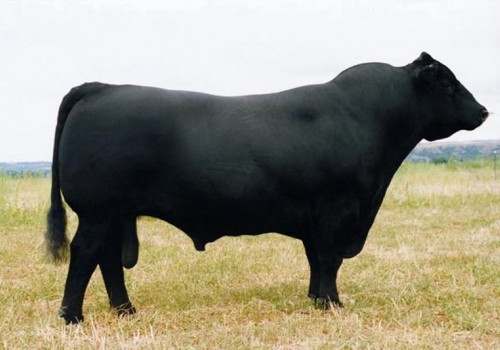 TC STOCKMAN 365 - BISAVÔ MATERNO