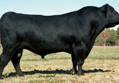 TWIN VALLEY PRECISION - AVÔ PATERNO