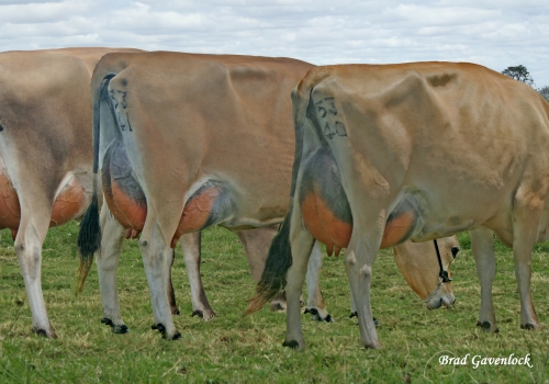 Jugiong Iolanthe 5335 HC+88, Jugiong Daydream 5341 VHC90 & Jugiong Daisymae 5340 VHC91.JPG